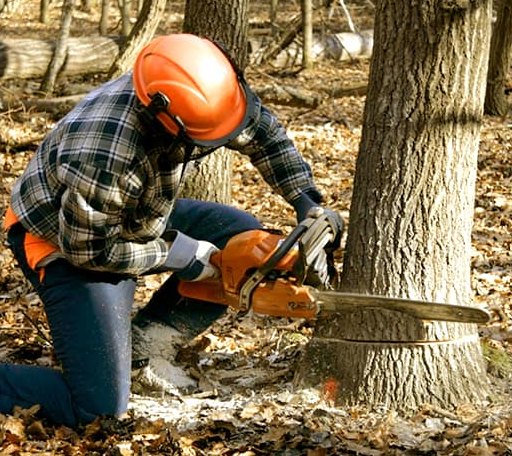 Tree Removal in Kingsland, AR